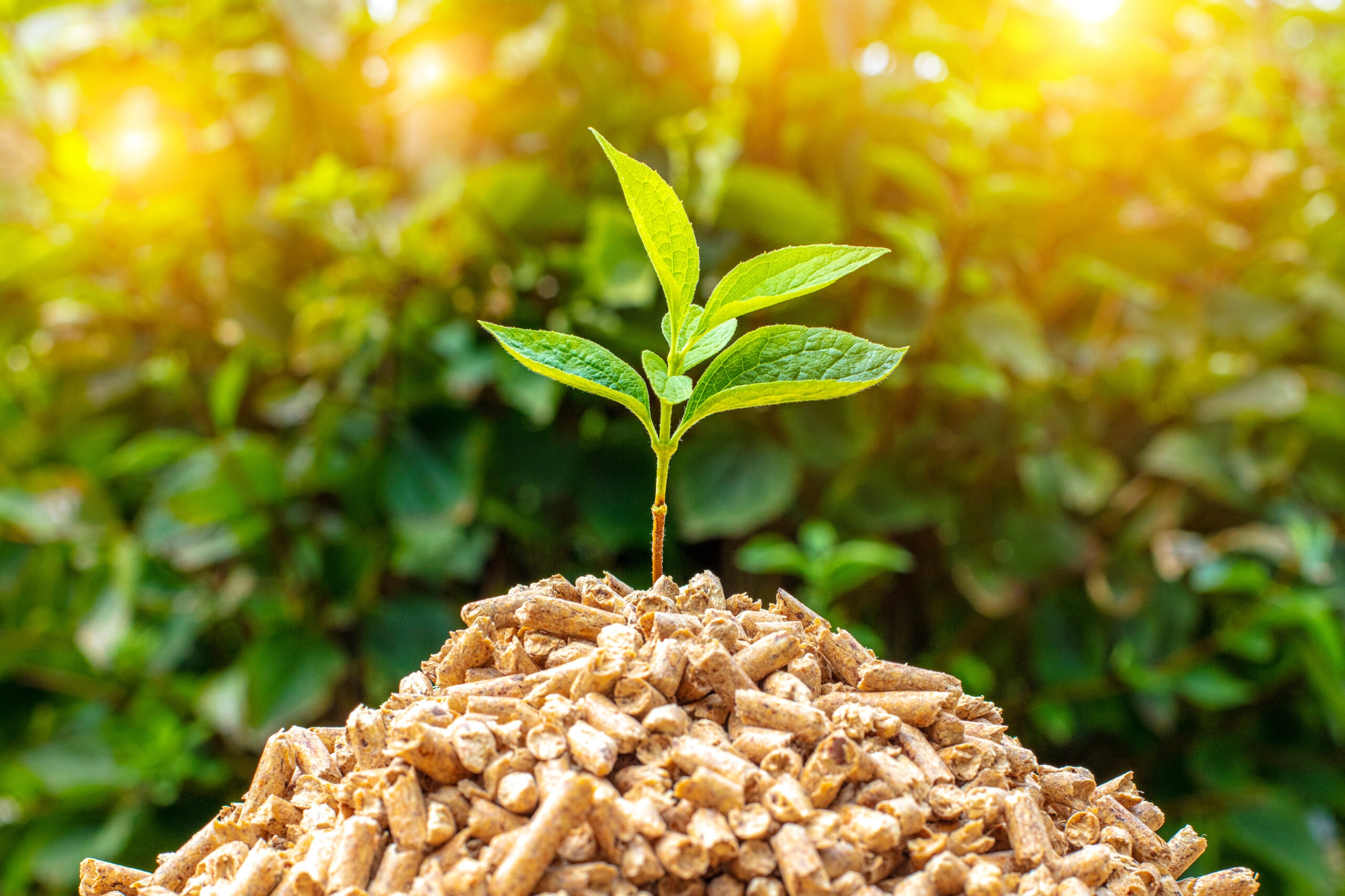  La biomasse : un levier clé pour la décarbonation industrielle 